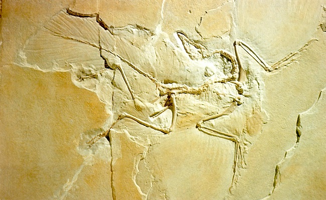 The Archaeopteryx